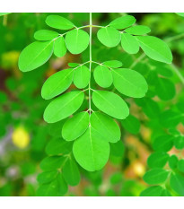 Moringa olejodárná - Moringa oleifera - semena moringy - 4 ks